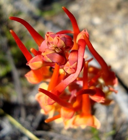 Disa porrecta top of the flower spike